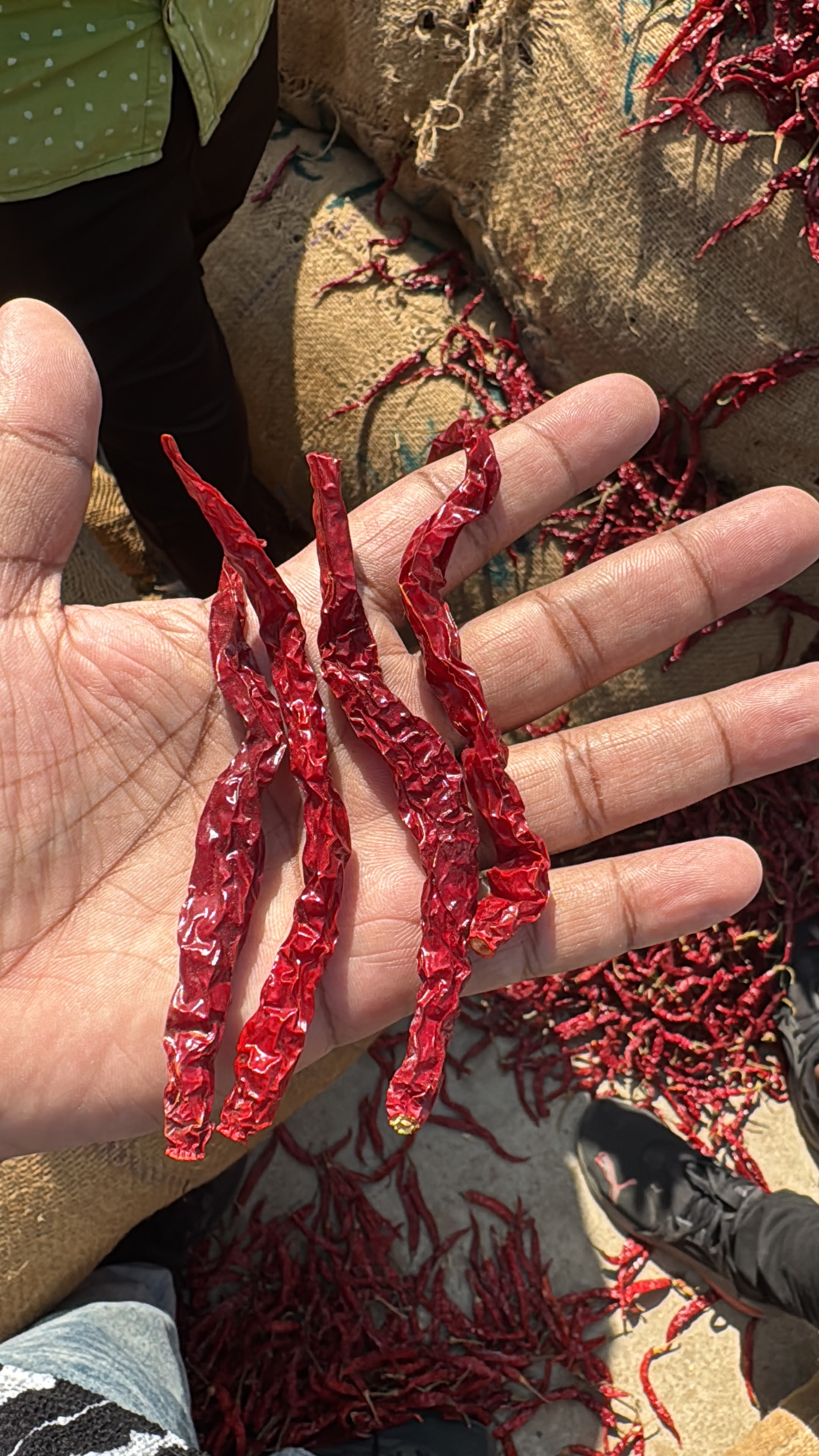 Long dried red chillies inspection
